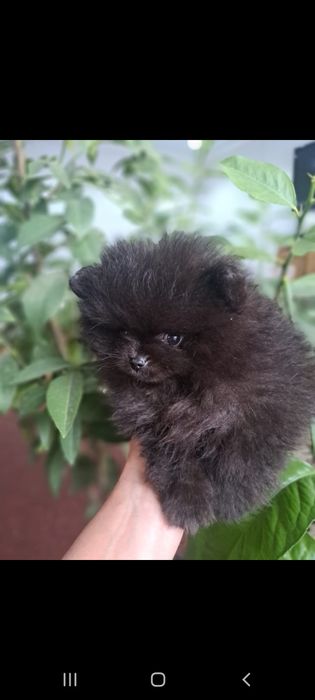 Продам щенков шпица