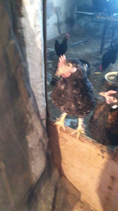 Петушки французкие