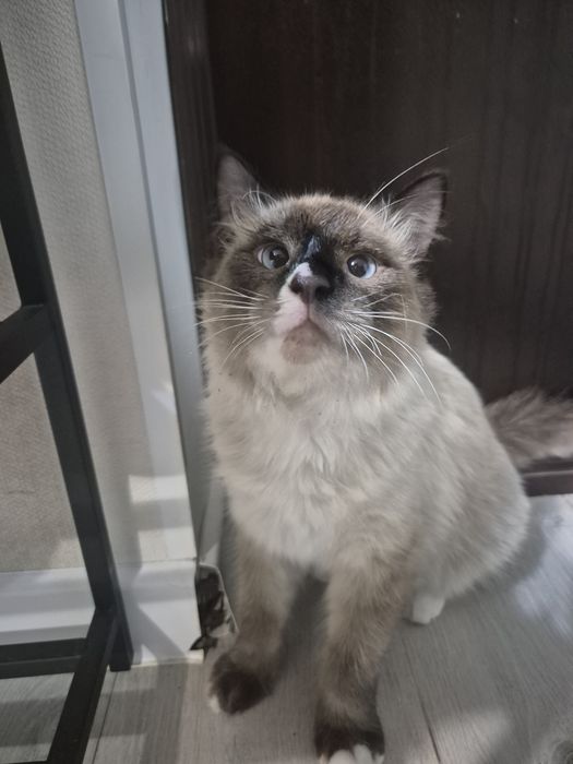 Отдам кота в хорошие руки