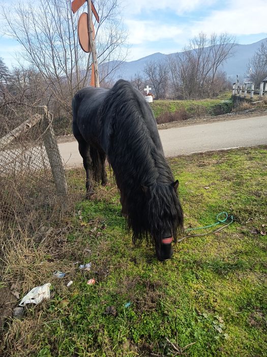 Vând armăsar 8 ani cuminte merge la căruță și călărie