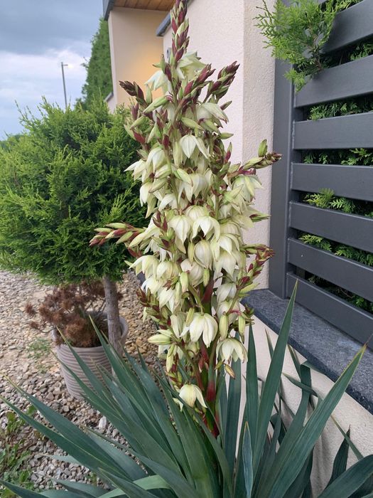 Planta verde Yucca in ghiveci
