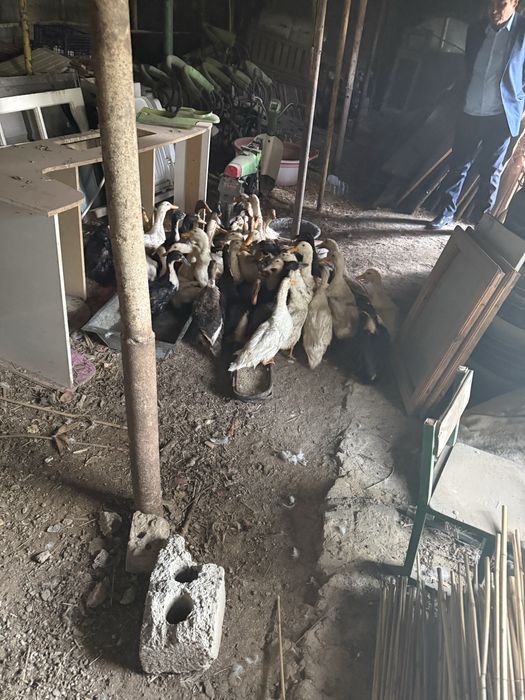 Ordak sotiladi Продаётся утки