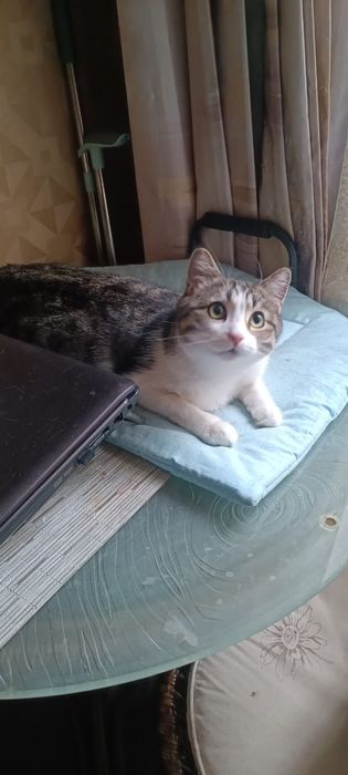 Котик ищет новый дом