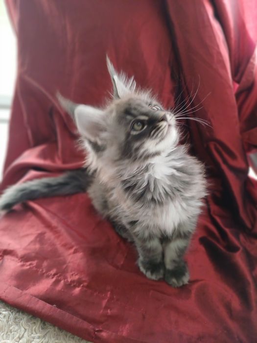 Maine Coon mascul, parinti cu pedigree