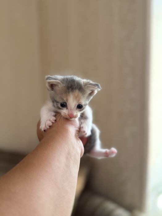 Вислоухие котята