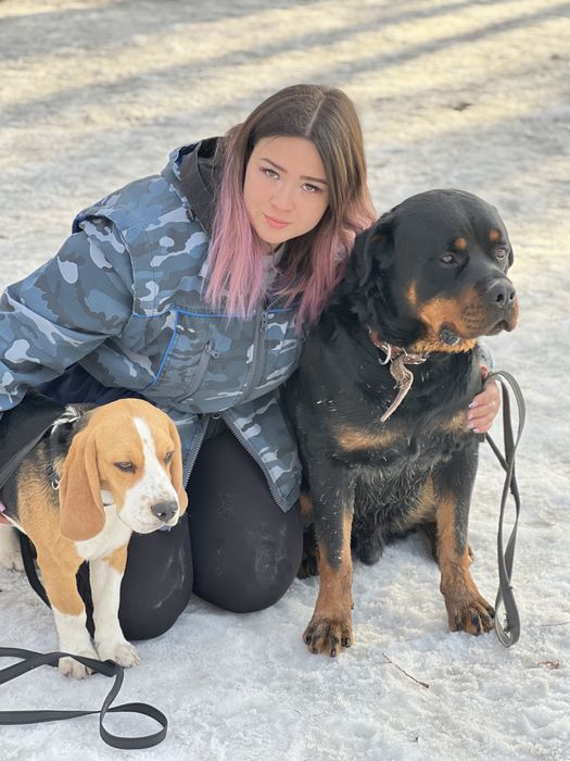 Кобель ротвейлер на вязку