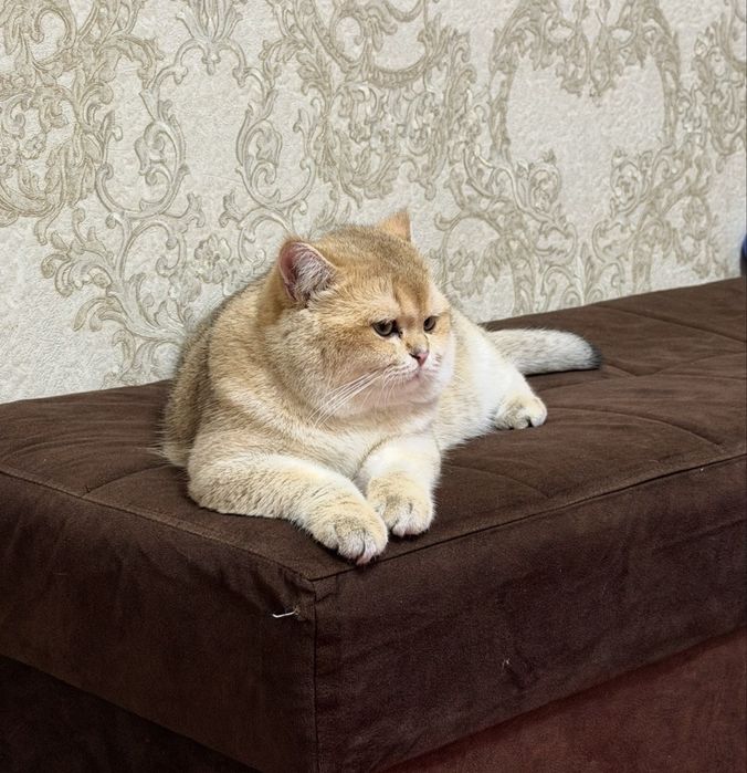 Золотой Британец