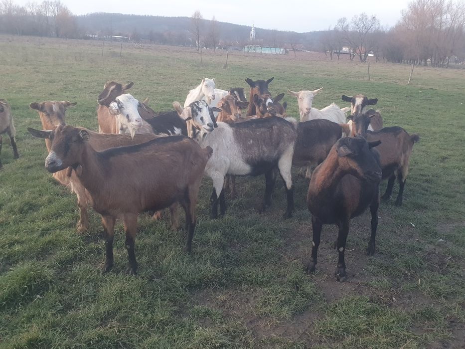 Vând 15 capre gestante