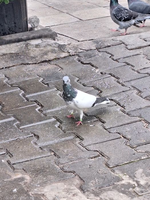 Porumbei zburatori de Budapesta