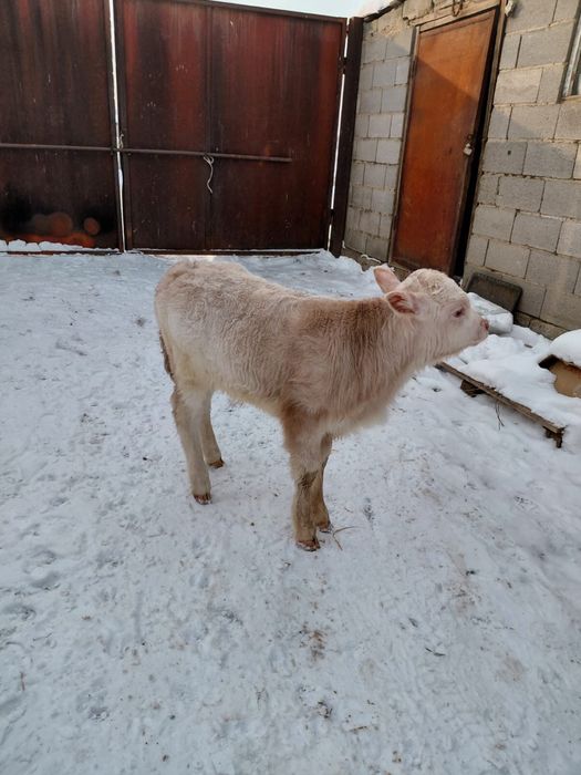 Сиыр Тана Бузау сатам