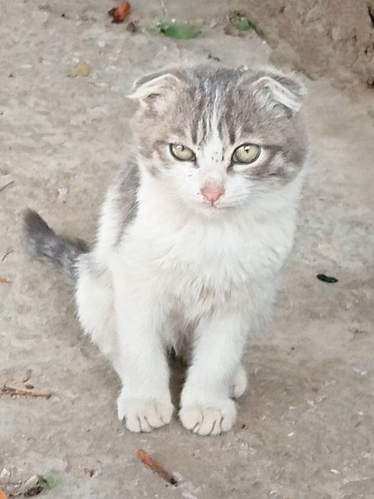 мысықтар котята тегін