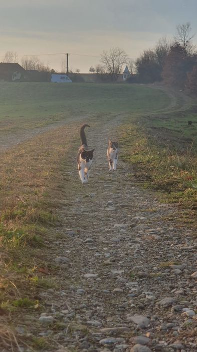 Donez pisici, pisicute