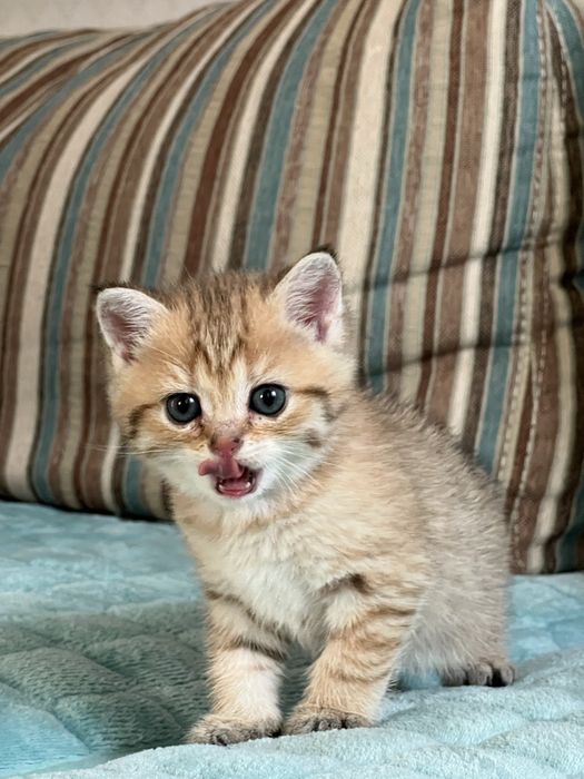 Продам породистых котят
