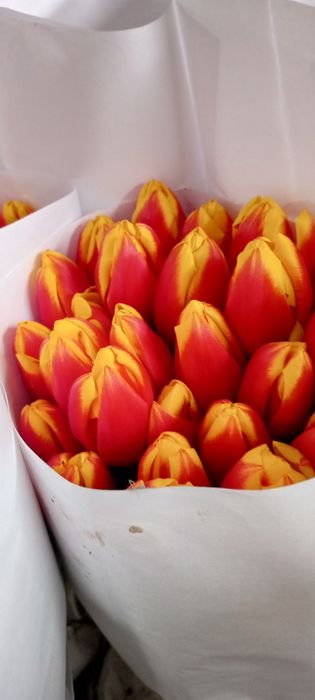 Тюльпаны оптом и розницу