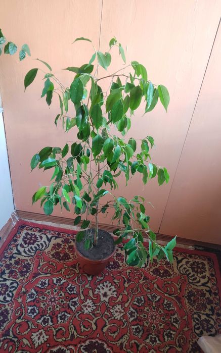 Цветок фикус бенджамина