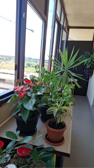 Apartament 3 camere confort urban rahova