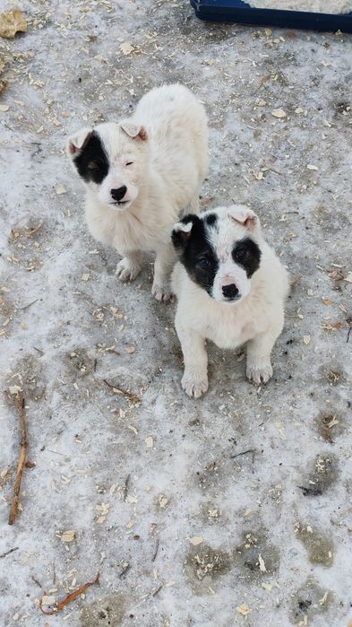 Маленькие комочки ищут дом