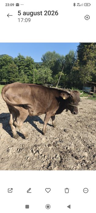 Vând vițea bruna ,vârstă 1an ,gestanta