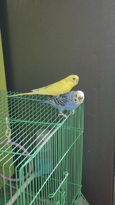 Волнистый папугай