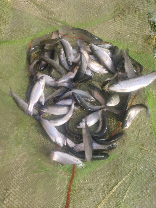 Форель сиголетка 70-90 гр