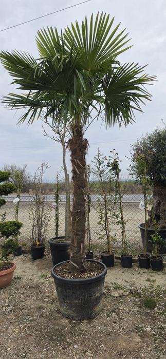 Palmier! sunt aclimatizati la noi,rezista la -20
