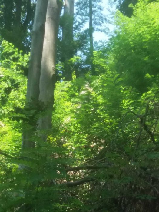 Vand 830 mc lemn pe picior