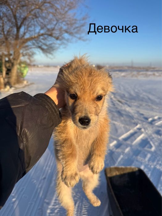 Отдам щенков в добрые руки