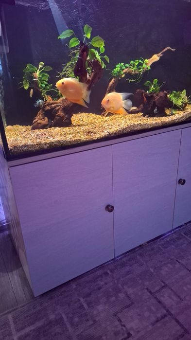 Продам северумов