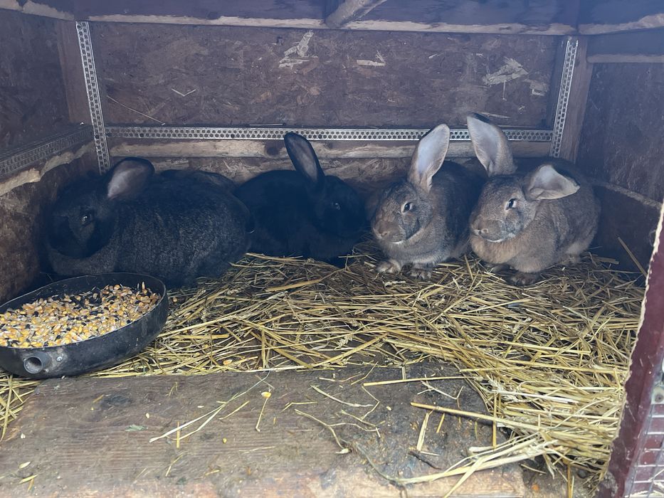 Iepuroaice se vanzare