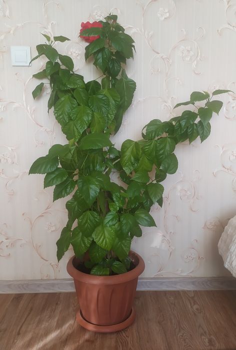 Продам китайскую  розу