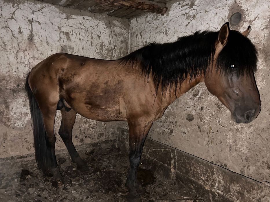 Айғыр, казаки жылкы, багасы 650 000