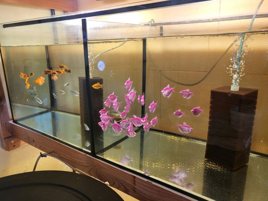 Vand 35 bucati Tetra Mov, pret 100 lei