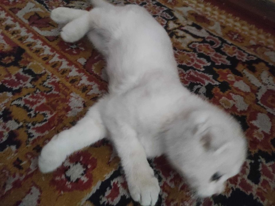 Tozza britasnski muwu