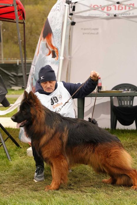 Ciobanesc German par lung