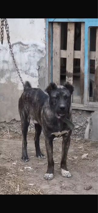 9 айлық күшік все вопросы звоните