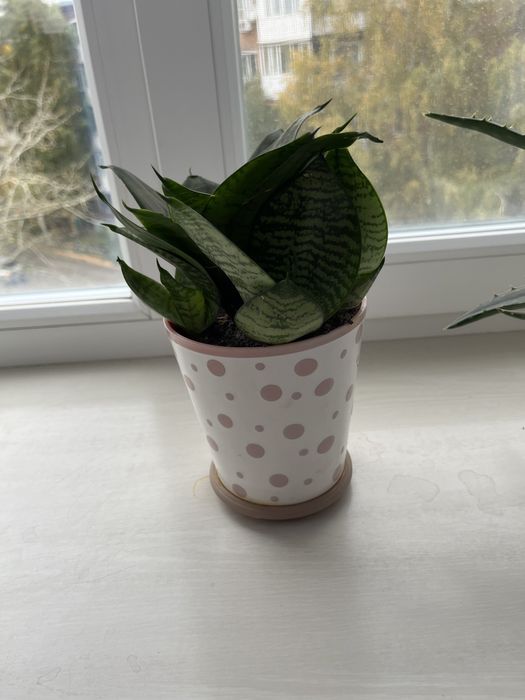 Цветы алоэ с горшками