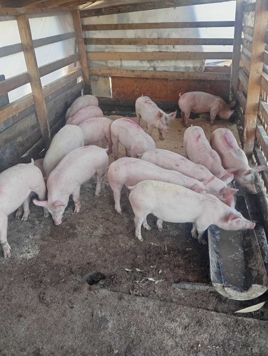 продавам.малки прасета