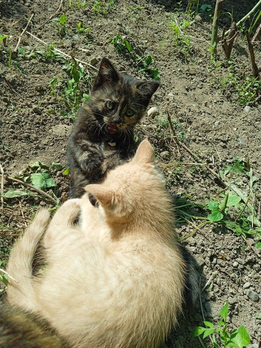 Отдам котят в добрые руки