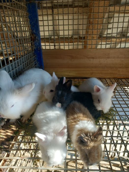 Vând iepuri cap de leu