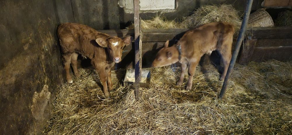 Vând 2  viței balțați