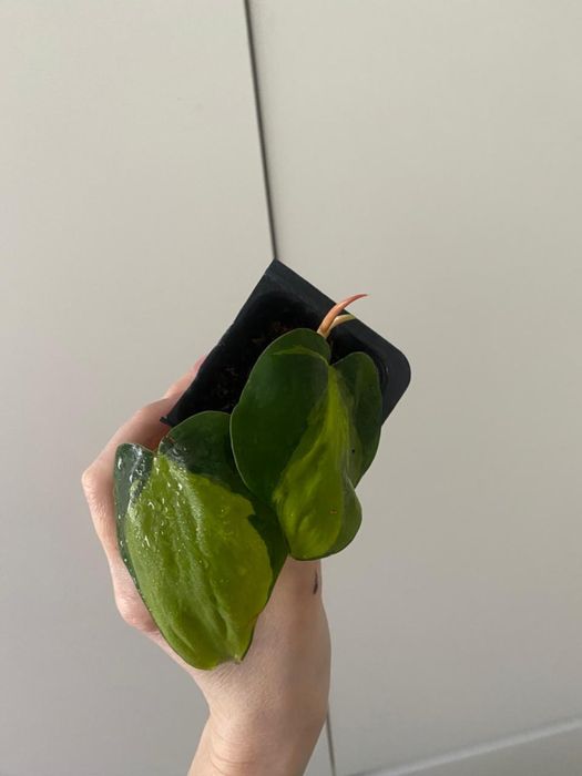 Бразил бразил лиана