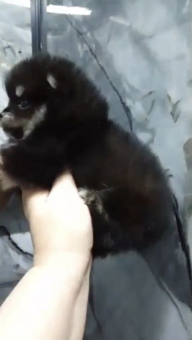 Померанский шпиц Супер мини, 2 мес, помиранский