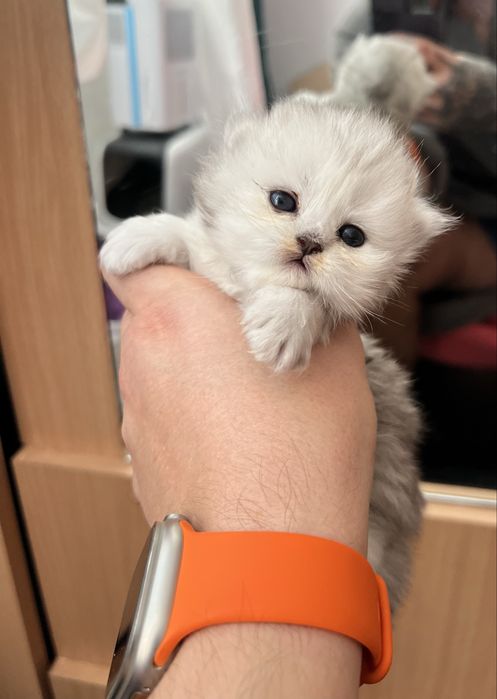 Baietel British cu pedigree WCF