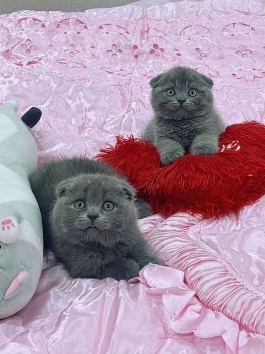 Продаются чистокровные скотиш фолды