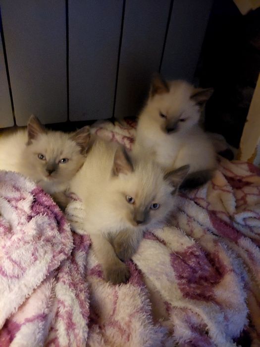 Милые котята ищут дом