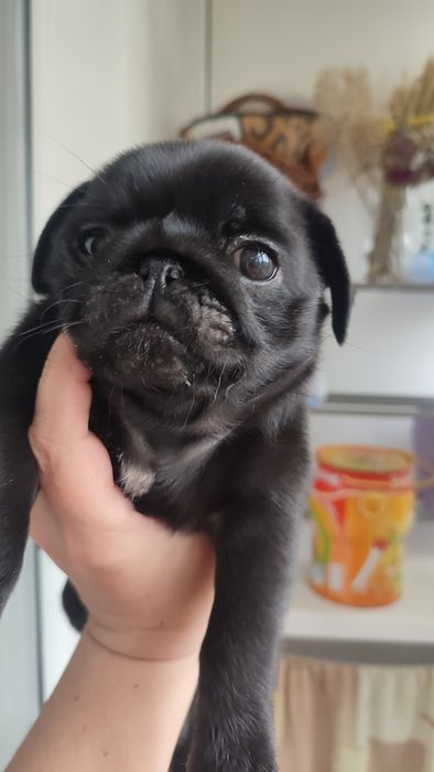 Продажа щенков мопсы