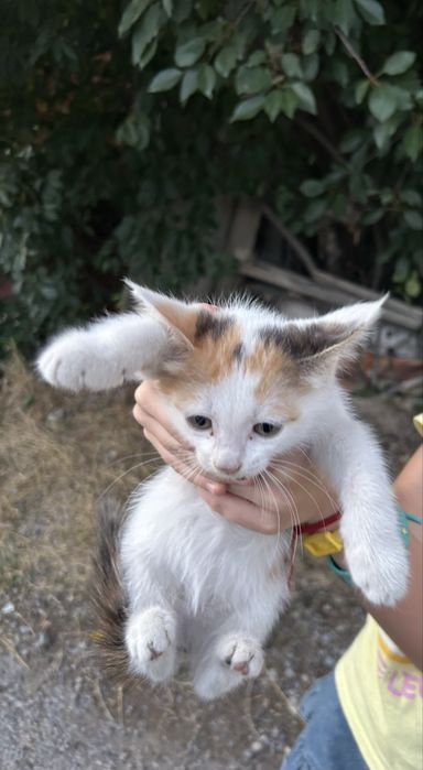 Котята ищут доброго хозяина!