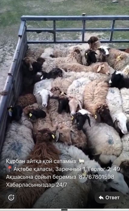 Қасапшы.таза әрі адал соямын. Қой бар сатылат арзан әрі семз.Заречный