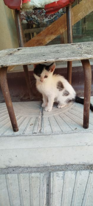 Подарявам четири малки котенца