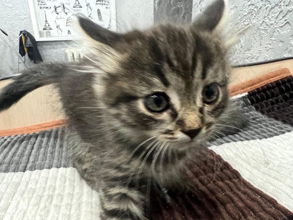 Шотланские котята